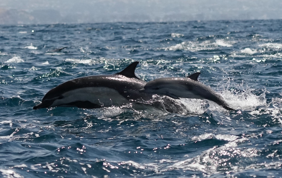 Common dolphin and calf swimming wild and free!